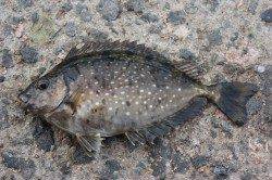 南芦屋浜でウキ釣り、アイゴ・サヨリ･アジの釣果☆