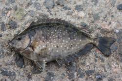 南芦屋浜でウキ釣り、アイゴ・サヨリ･アジの…