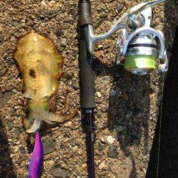 余部　表層狙いのエギングでアオリイカ　小さいながらも満足な結果