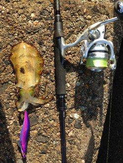 余部　表層狙いのエギングでアオリイカ　小さいながらも満足な結果