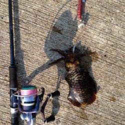 深日漁港でエギング、イイ引きでした！