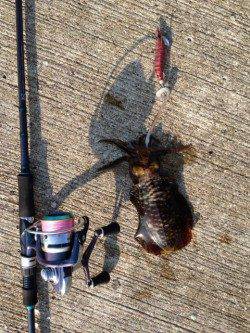 深日漁港でエギング、イイ引きでした！