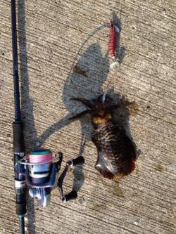 深日漁港でエギング、イイ引きでした！