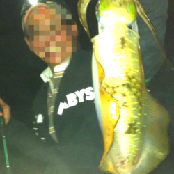 伊根でエギング　粘り続けて見れたアオリイカ！！