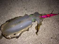 岩見港　ベイトタックル使用のエギングでアオ…