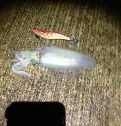 樽井漁港でエギング、底あたりでヒット！