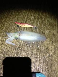 樽井漁港でエギング、底あたりでヒット！