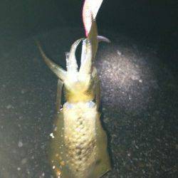 和歌浦漁港、爆風でしたがアオリの活性は高し