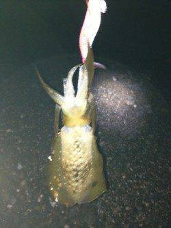 和歌浦漁港、爆風でしたがアオリの活性は高し