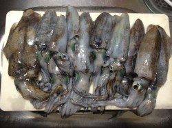 深日漁港　夕方からのエギング釣行でアオリイカ連続ヒット