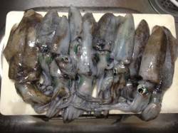 深日漁港　夕方からのエギング釣行でアオリイ…