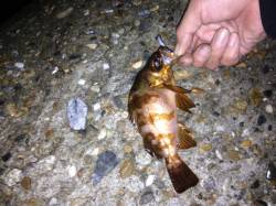 江井ヶ島でアジング、アタリ多し！