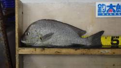 釣りガールがみなべでフカセ釣り、コロダイ4…