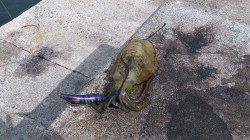 郡家港ディエギングでアオリイカ&コウイカ