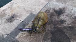 郡家港ディエギングでアオリイカ&コ…