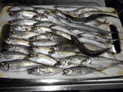 雨の中のサビキ釣り サイズは大きくなってます 兵庫県 瀬戸内海側 飾磨 広畑 サビキ イワシ 陸っぱり 釣り 魚釣り 釣果情報サイト カンパリ