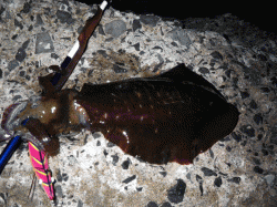 居組港でエギング　良型連発でキロアップも♪…