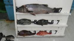 すさみ地磯でのフカセ釣り　スズキ70cm！…