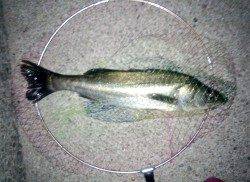 大蔵海岸で72cmのシーバスをキャッチ