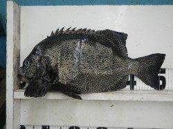 椿　10投目最後のウニでイシガキダイ52cm