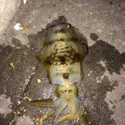 新浜漁港でエギング、小刻みのアクション後のフォール中にHit