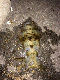 新浜漁港でエギング、小刻みのアクション後のフォール中にHit