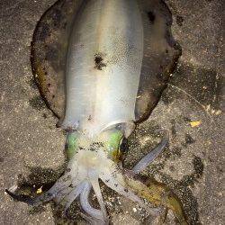 新浜漁港でエギング、小刻みのアクション後のフォール中にHit