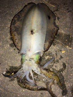 新浜漁港でエギング、小刻みのアクション後のフォール中にHit