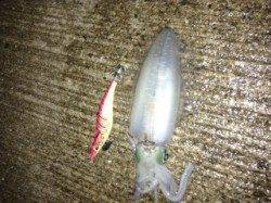 樽井漁港でエギング、底あたりでヒット！