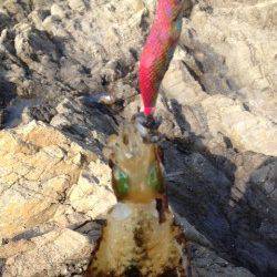 和歌浦漁港、爆風でしたがアオリの活性は高し