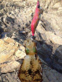 和歌浦漁港、爆風でしたがアオリの活性は高し