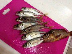 江井ヶ島でアジング、アタリ多し！