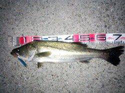 大蔵海岸で72cmのシーバスをキャッチ