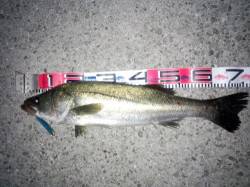 大蔵海岸で72cmのシーバスをキャッチ