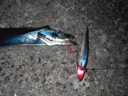 スローワインドでフォール中にＨＩＴ♪