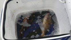 日置　フカセ釣りでグレ・イガミの釣果