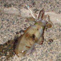 宮尾　夕間詰めからのエギングでアオリイカ　アジの泳がせにはアタリなし