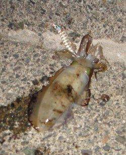 宮尾　夕間詰めからのエギングでアオリイカ　アジの泳がせにはアタリなし