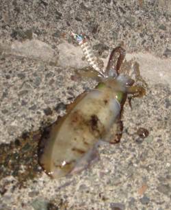 宮尾　夕間詰めからのエギングでアオリイカ　…