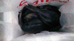 萩尾の磯、終わり掛けに良く喰ってきました！