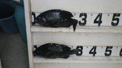 伊古木　フカセ釣りでグレ〜33cm2匹