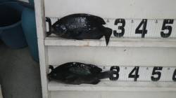 伊古木　フカセ釣りでグレ〜33cm2匹