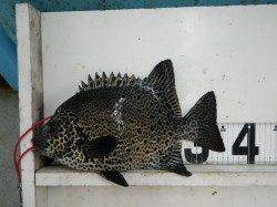 見草の地磯でイシガキ36cm