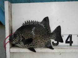 見草の地磯でイシガキ36cm