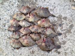 アジュール舞子一発目からマシなサイズのカワ…