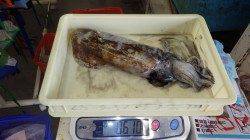 伊古木　ウキ釣りでアオリイカ数狙える