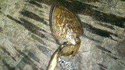 明石港、深夜エギングでアオリ＆コウイカＧＥＴ