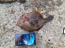 アジュール舞子一発目からマシなサイズのカワハギ