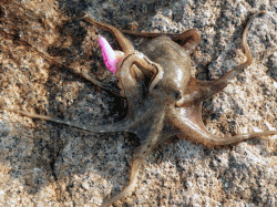 そろそろイイダコのシーズンです