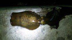 明石港、深夜エギングでアオリ＆コウイカＧＥＴ